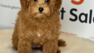 MİNNAK A KALİTE ORİJİNAL MALTİPOO YAVRU
